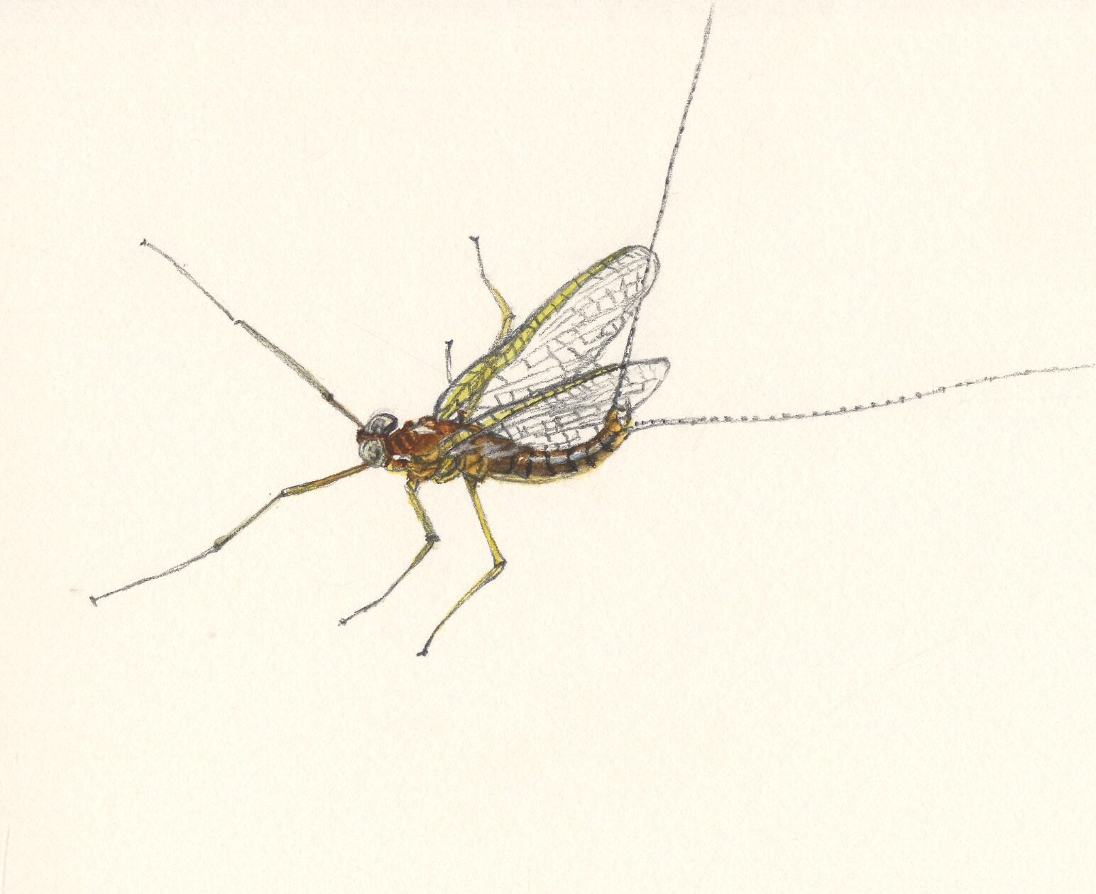 Ephemeroptera