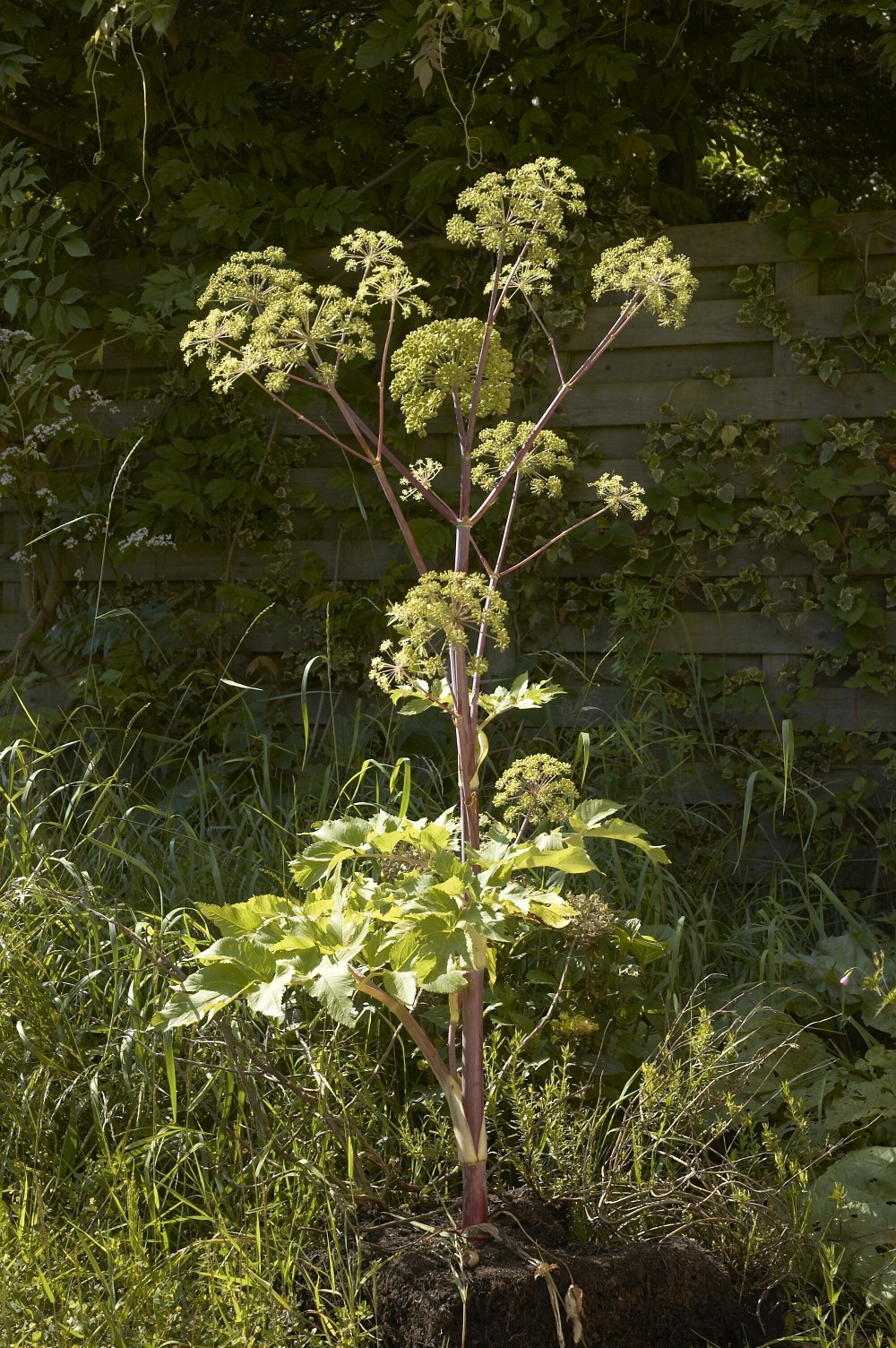 Angélique officinale