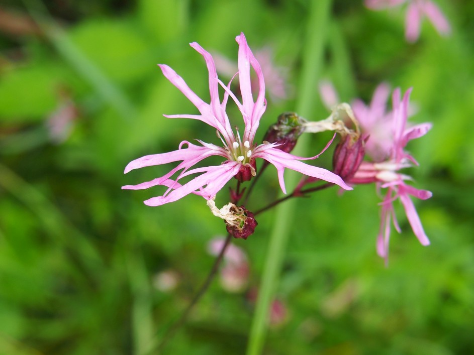 Lychnide fleur de coucou