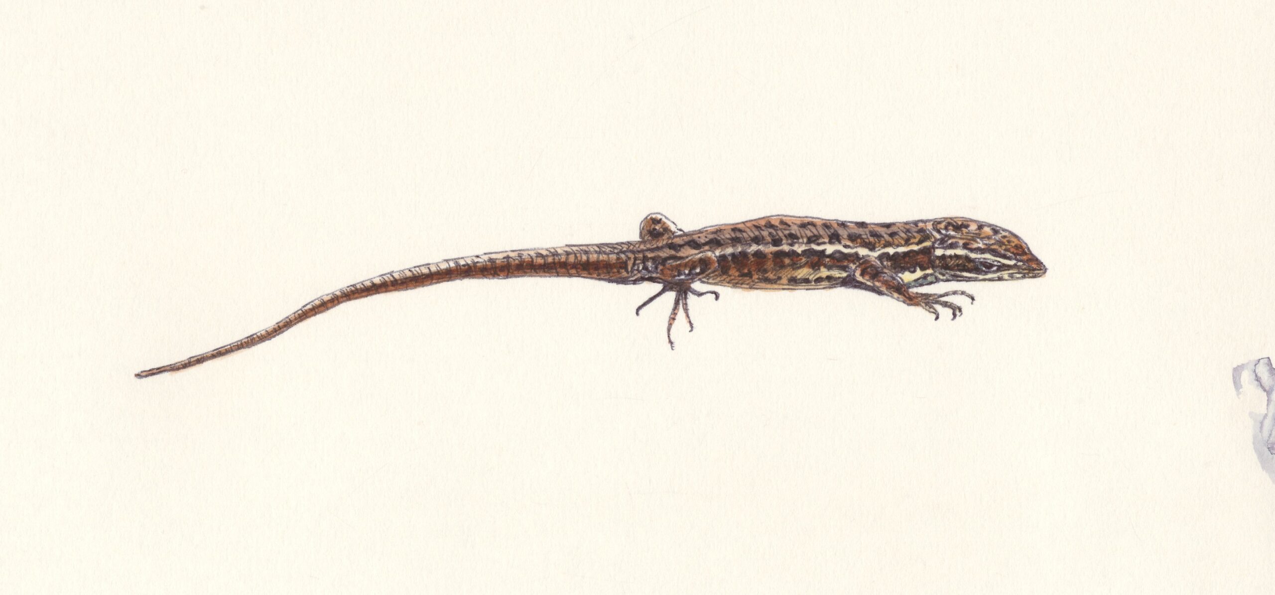 Lézard des murailles